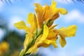 A yellow flower against the background of the blue sky Royalty Free Stock Photo