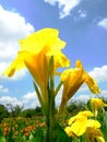 Yellow flower against field and blue sky with puffy clouds.