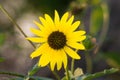 A yellow flower against a green background