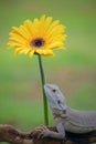 yellow flower and albino bearded dragon on the branch