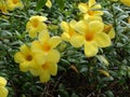 Allamanda cathartica flower Royalty Free Stock Photo