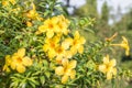 Yellow flower (Allamanda cathartica) Royalty Free Stock Photo