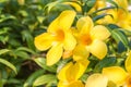 Yellow flower (Allamanda cathartica) Royalty Free Stock Photo