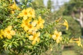 Yellow flower (Allamanda cathartica) Royalty Free Stock Photo