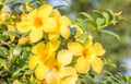 Yellow flower (Allamanda cathartica) Royalty Free Stock Photo