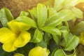 Yellow flower Allamanda cathartica. Royalty Free Stock Photo