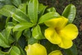 Yellow flower Allamanda cathartica. Royalty Free Stock Photo