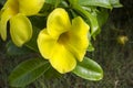 Yellow flower Allamanda cathartica. Royalty Free Stock Photo