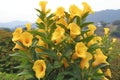 Yellow flower of Allamanda in the garden, closeup of photo