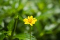 Yellow flower