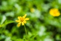 Yellow flower