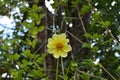 Yellow flower of an annual dahlia on the background of vertical greening. Summer horizontal photography