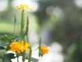 Yellow flower Aphelandra crossandra, Acanthaceae family blooming in garden on blurred nature background