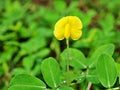 Yellow flower Arachis pintoi ,Brazil  bean plants ,arachis hypogaea ,Pinto beans ,herb plant ,Lepidopterous ,Lepidopterans ,grass Royalty Free Stock Photo