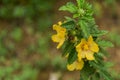 Yellow flower of Arembepe VII