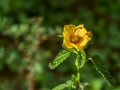 Yellow flower of Arembepe VIII
