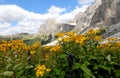 Yellow flower of Arnica Mountain and the Italian Alps in the background in summer