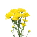 Yellow flower aster Royalty Free Stock Photo