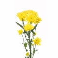 Yellow flower aster Royalty Free Stock Photo