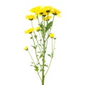 Yellow flower aster Royalty Free Stock Photo