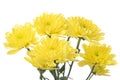 Yellow flower aster Royalty Free Stock Photo