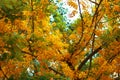 Yellow flower on atree with green leaf