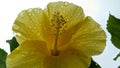 Yellow flower with attached raindrop Royalty Free Stock Photo