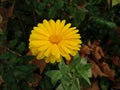 Yellow flower and autumnal leaves on a cool day in October