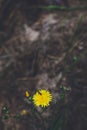 Yellow flower on the background of brown earth,film effect Royalty Free Stock Photo