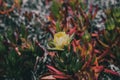 Yellow flower background. Closeup view of carpobrotus edulis yellow flower in bloom. Royalty Free Stock Photo