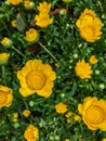 Yellow flower background