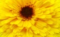 Yellow flower background