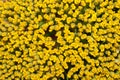 Yellow flower backgrounds Royalty Free Stock Photo