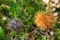 Yellow flower of Banksia leptophylla