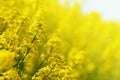 Yellow flower Barbarea vulgaris.