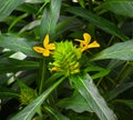 The yellow flower of Barleria oenotheroides Lamiales, Acanthaceae. Botanical garden kit karlsruhe