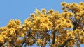 Yellow flower of Teak or Bengal Kino or Flame of the Forest in Thailand.