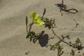 Yellow flower of beach evening primrose in the sand dunes. Oenothera drummondii. Israel