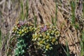 Yellow flower beach plant south African flora