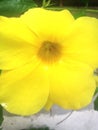 yellow flower