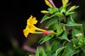 Yellow flower with beautiful background