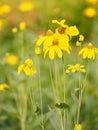 Yellow flower beautiful blakground nature