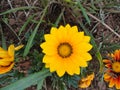 Yellow folwer, Himalaya mountains, India