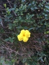 Yellow flower