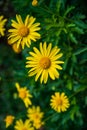 Yellow flower