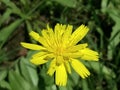 Yellow Flower