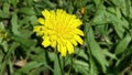 Yellow Flower