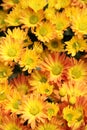 Yellow flower bed close-up