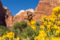 Yellow flower and bee close up Royalty Free Stock Photo