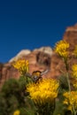 Yellow flower and bee close up Royalty Free Stock Photo